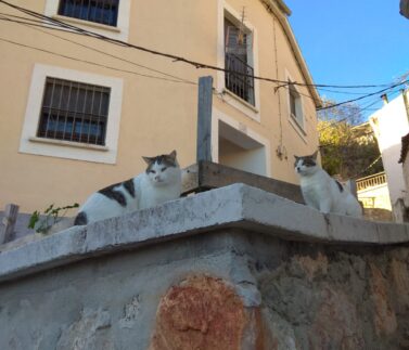 Gatos